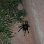 OTRA2014_0099 (August 24, 2014)